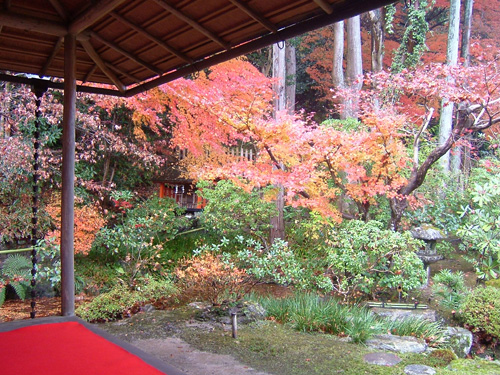 紅葉 紅葉