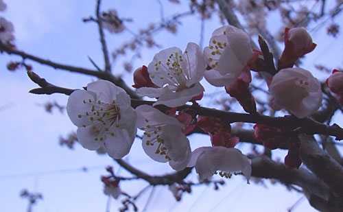 apricot apricot