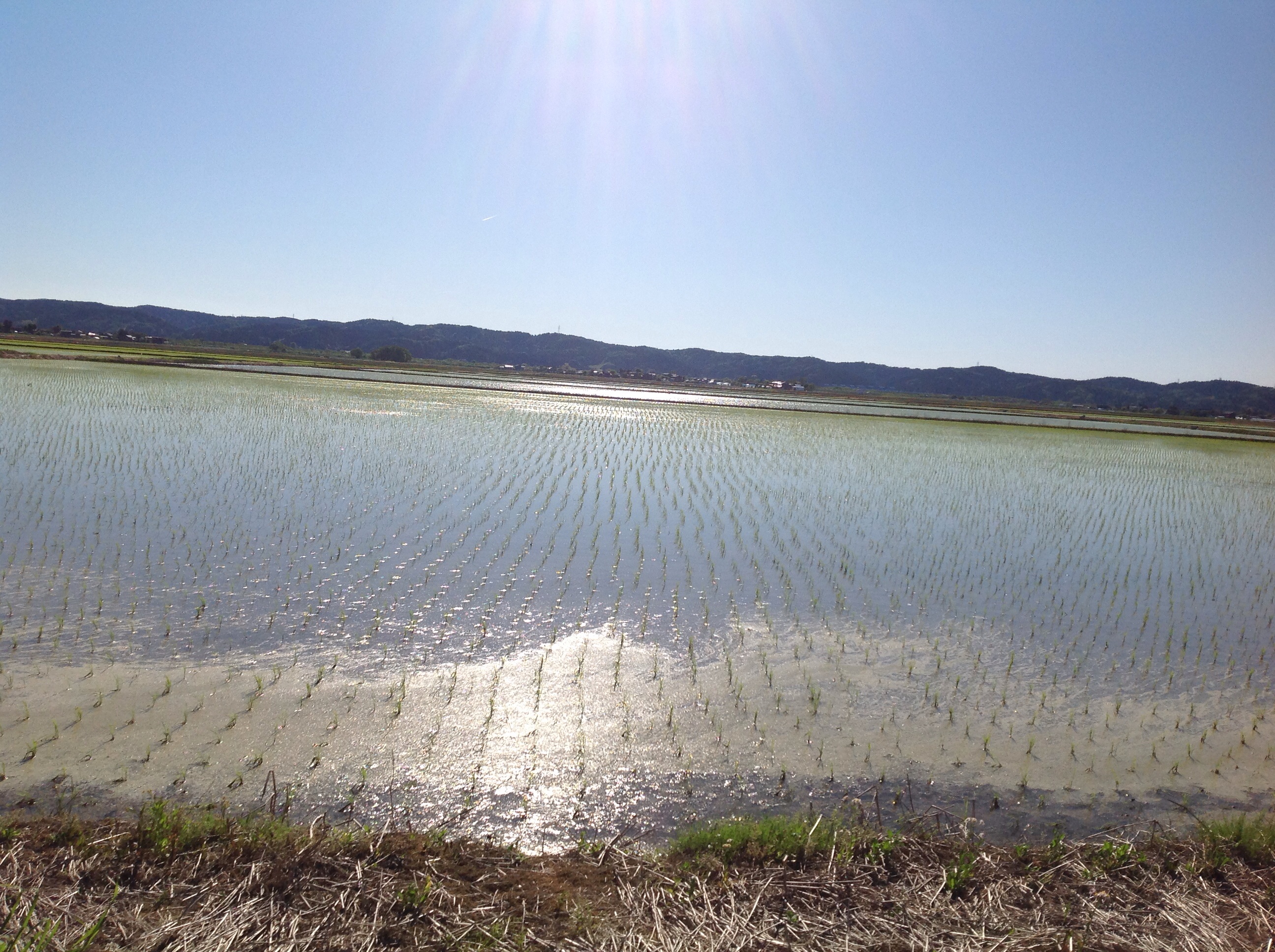 campo do riso