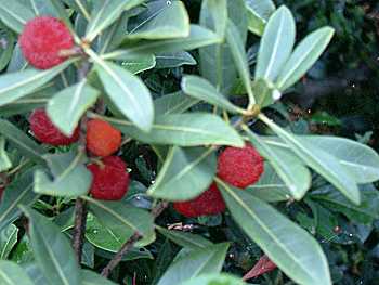 tree yamamomo