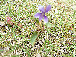viola